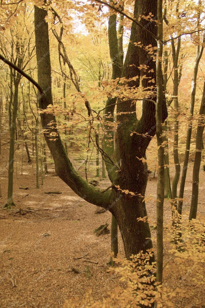 alsace forêt d automne des vosges du nord denis merck photographe