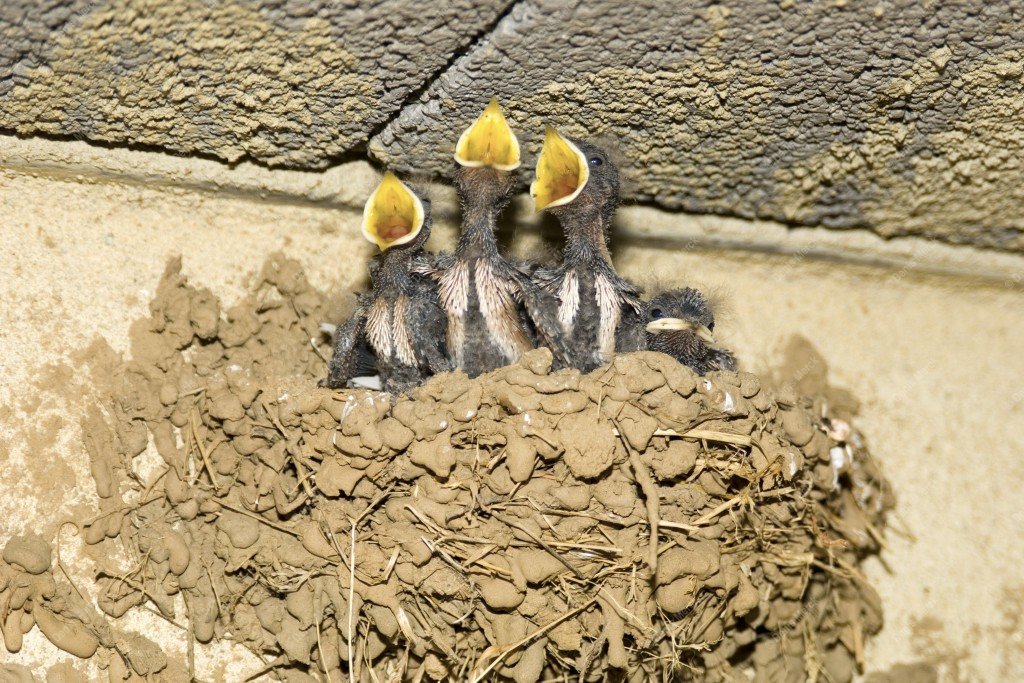 Jeunes hirondelles dans leurs nid attendant la becquée