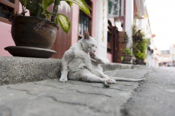 Thaïlande : chat blanc dans la rue à Phuket