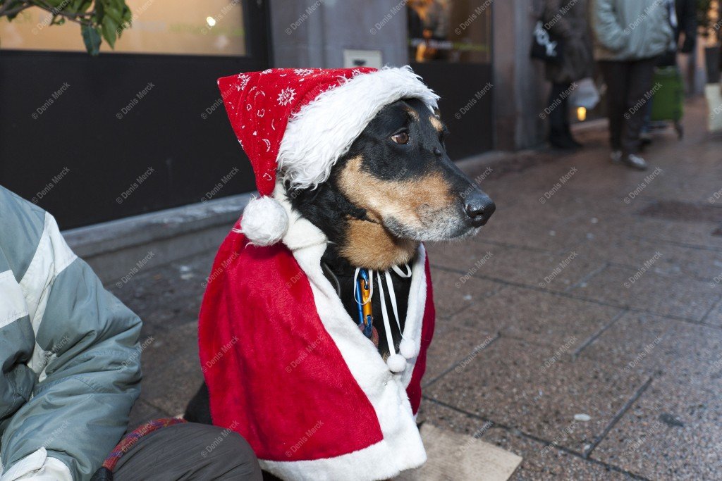 Le chien attend patiemment dans son habille de père Noël