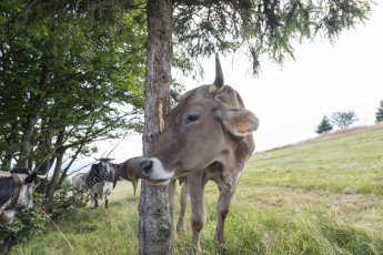 Vache qui se frotte à un tronc d’arbre