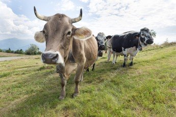 Vaches dans les Vosges