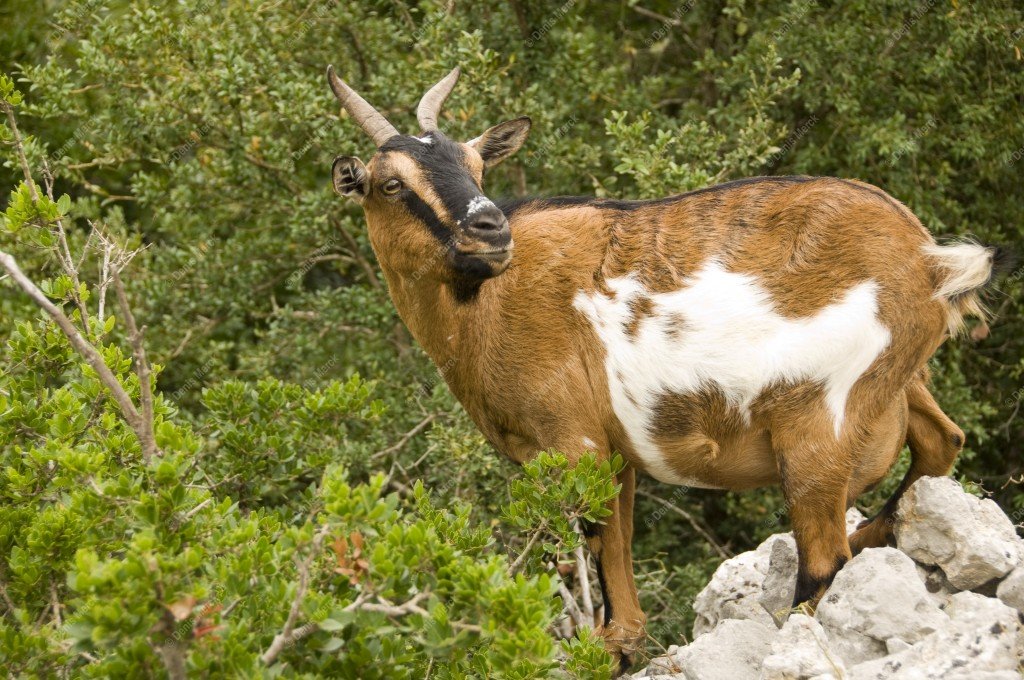 Chèvre sauvage dans les gorges de l'Ardèche