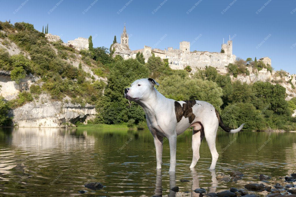 Dogue argentin croisé bulldog américain en Ardèche