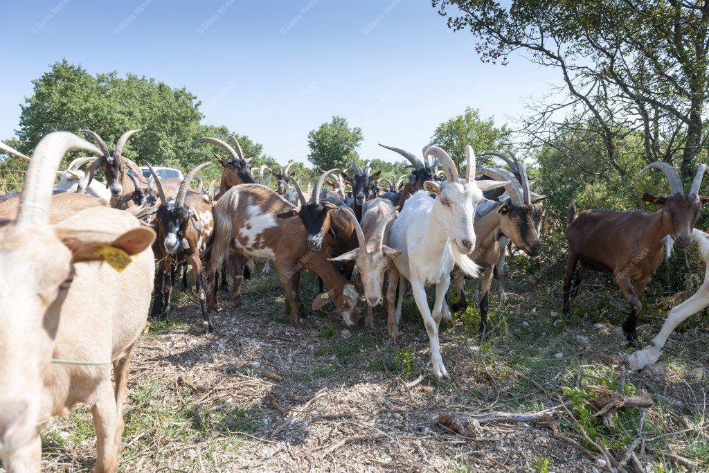 Troupeau de chèvres en Ardèche