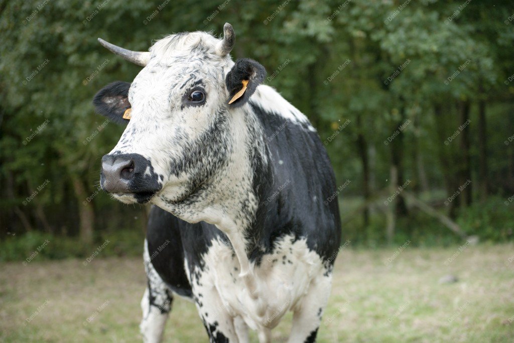 Vache de race Vosgienne