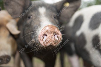 Groin d’un cochon Gascon-Piétrain