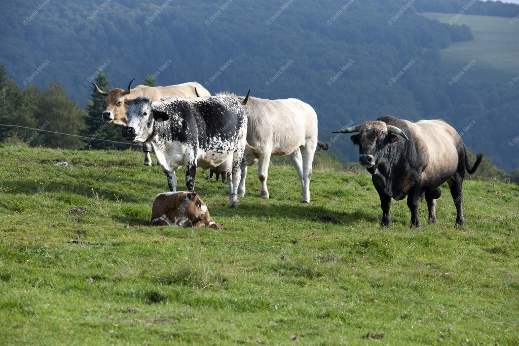 Taureau de race Aubrac avec ses vaches