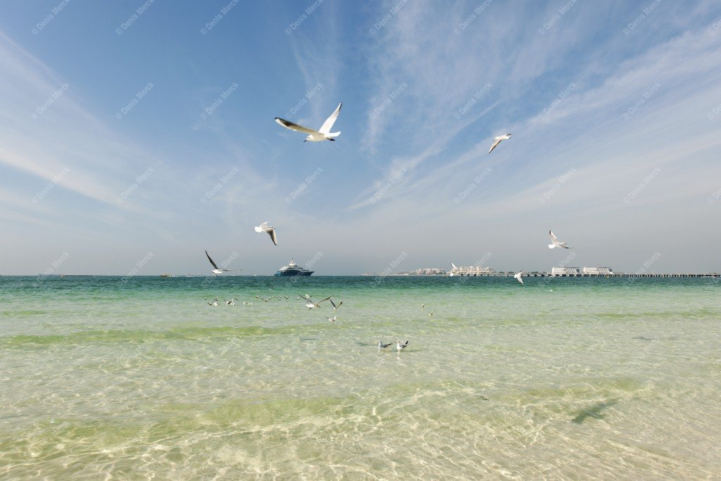 Vol de mouettes à Jumera Beach - Dubai