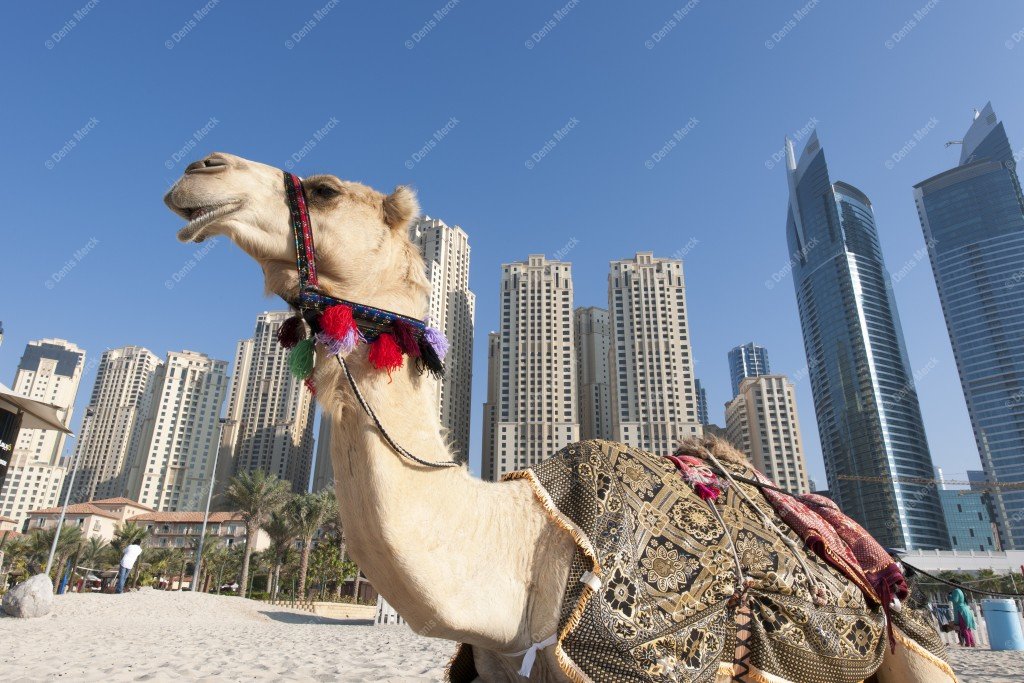 Dromadaire sur la plage de Jumera Beach devant les buildings de Dubai