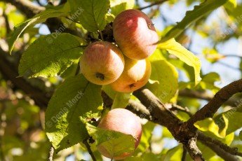 Pommes d’api sur l’arbre