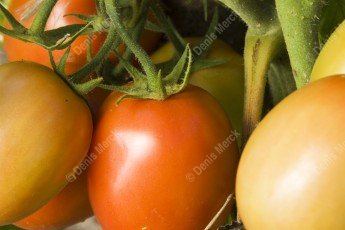 Tomates de variété romaine dans le potager
