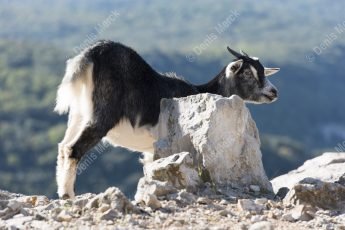 Chèvre sauvage dans les Gorges de l’Ardèche