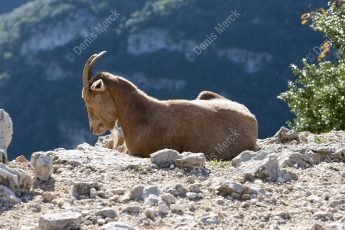 chèvre sauvage dans les gorges de l'Ardèche