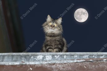 Chat angora sur un toit