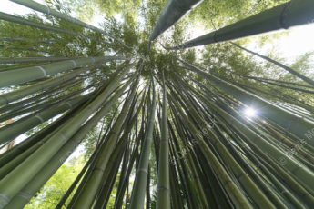 Tiges de bambous