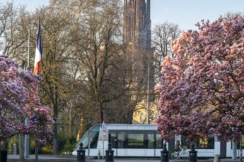 Les magnolias de la place de la République de Strasbourg