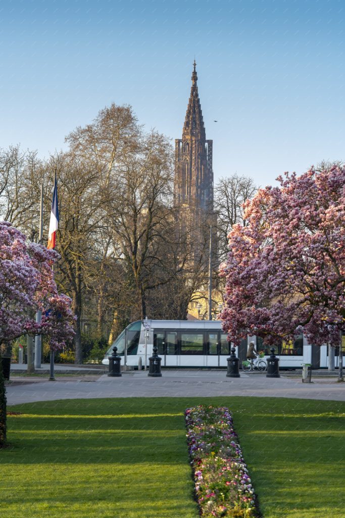 Les magnolias de la place de la République de Strasbourg