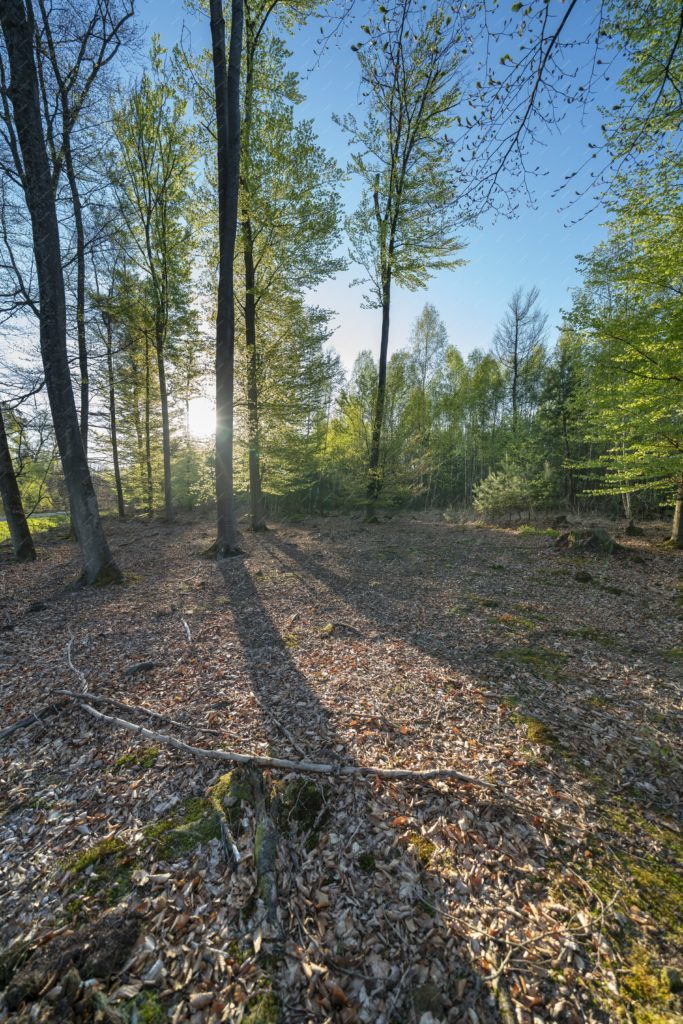 Forêt de Haguenau