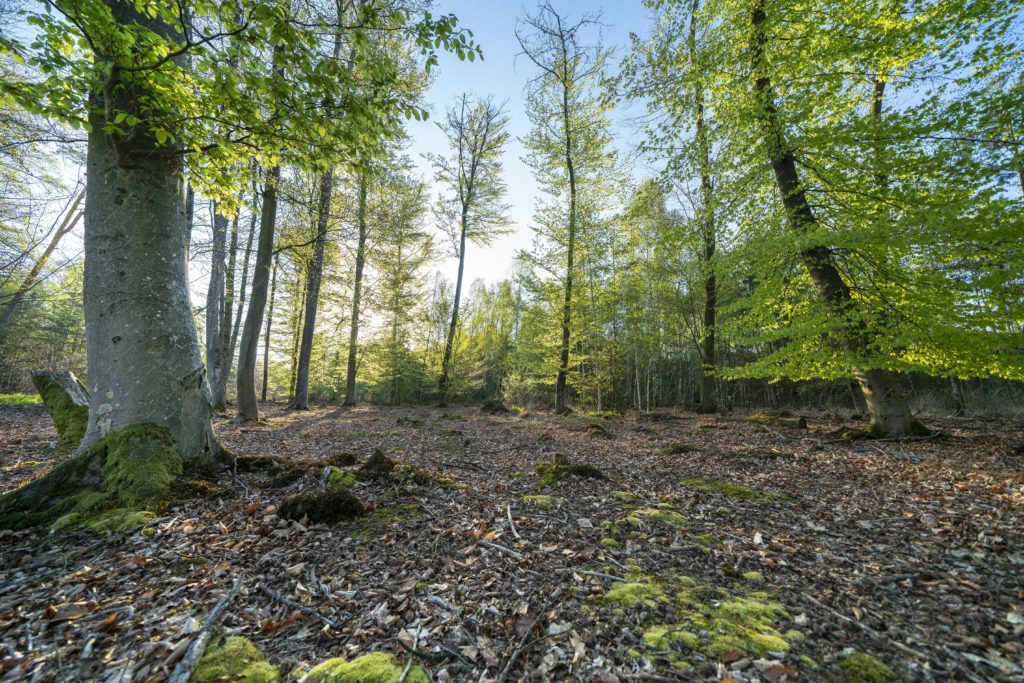 Forêt de Haguenau au printemps