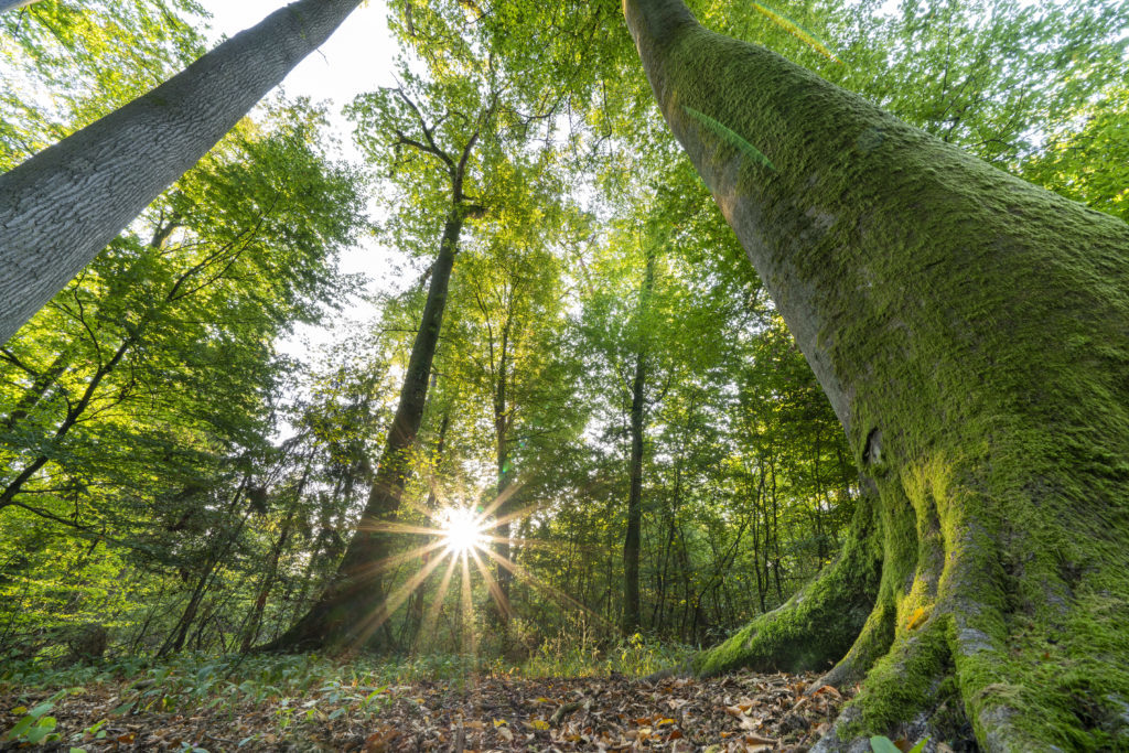 La forêt de Haguenau au lever du soleil