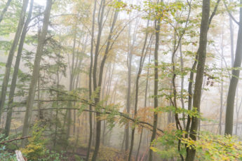 Forêt d’automne dans le brouillard